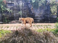 -海南热带野生动植物园