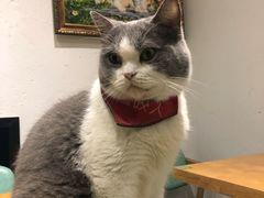 -猫色咖啡·猫咖