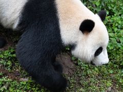 -都江堰中华大熊猫苑