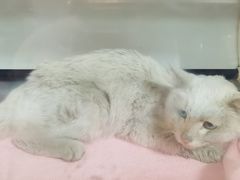 -西安京西宠物医院·瘫痪·疑难杂症