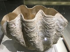 -青岛贝壳博物馆