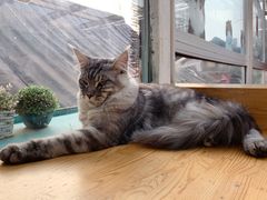 -猫小院猫主题咖啡厅(北锣店)