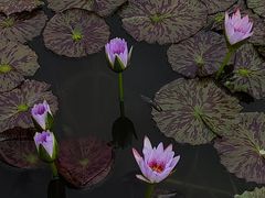 -国家植物园南园