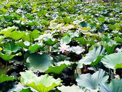 android_upload_pic-合肥滨湖国家森林公园