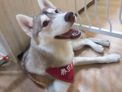 -Husky Go! 哈士奇体验馆·宠物咖啡厅狗咖
