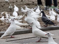 -西安大兴善寺