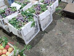 -菜园坝水果市场