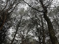 -铁山坪森林公园