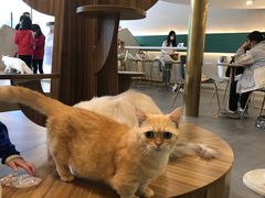 -飞行喵MR PILOT|猫舍·猫咖(静安大融城店)