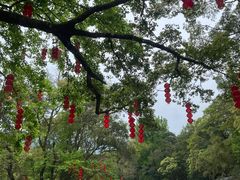 -广州市石门国家森林公园