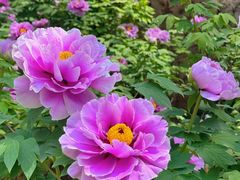 -洛阳市隋唐城遗址植物园