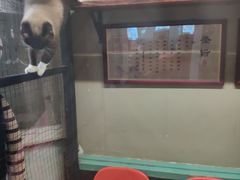 -猫咪博物馆(顶澳仔猫街店)
