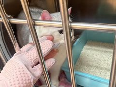 -御宝贝·A梦猫科宠物医院(国际猫友好医院)