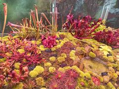 -中国科学院西双版纳热带植物园