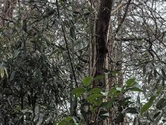 -大蜀山国家森林公园