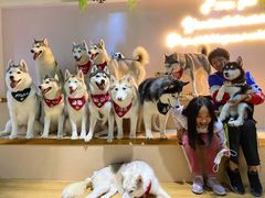 -Husky Go! 哈士奇体验馆·宠物咖啡厅狗咖