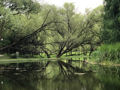 -上海共青森林公园