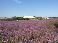 -紫海香堤香草艺术庄园