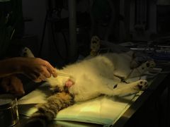 -惠康宠物医院(华能路店)