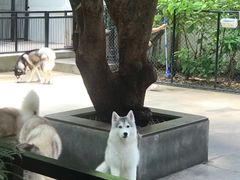 -TrueLove @ Neverland (Husky Cafe)
