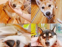 -柴犬高等学院·狗咖·柴犬售卖·宠物训练