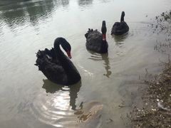 -瑶湖郊野森林公园