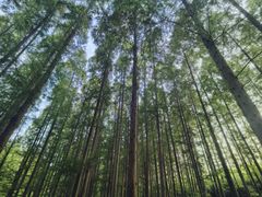 -黄海国家森林公园