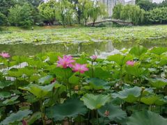 -皇家御河游(紫御湾码头)