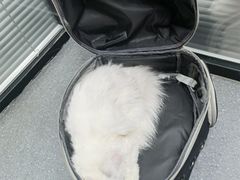-伟伟宠物医院·CT影像中心·瑞派犬猫综合性门诊(汉口总院)