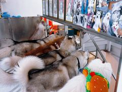 -星多哈·狗咖·拼豆·咖啡