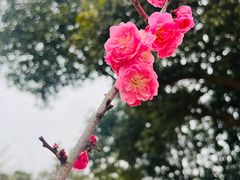 -无锡梅园公园