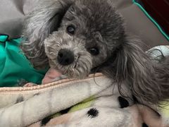 -爱妮康宠物医院·干细胞免疫细胞·肿瘤·心脏(张江店)