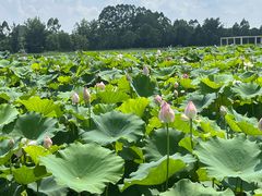 -三圣花乡旅游区