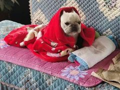 -萌宠之家·腊肠犬·马尔泰·小体犬舍