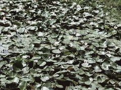 -花溪公园