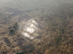 -艾溪湖湿地公园