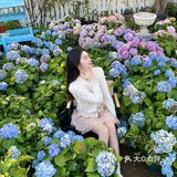 绣球花真的好温柔💐海如的花园
