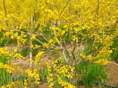 -天津东丽湖风景区