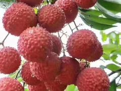 -从化深英荔枝黄皮龙眼采摘园