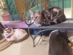 -70cat德文卷毛猫·缅因猫纯种猫舍