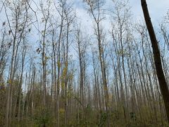 -合肥滨湖国家森林公园