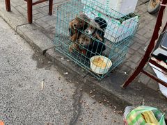 -蒲河大集
