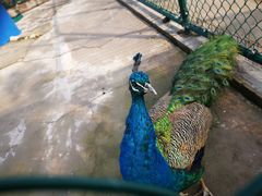 -上海滴水湖皇冠假日酒店