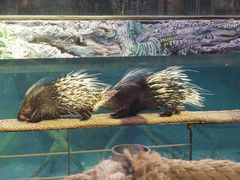 -清迈夜间动物园