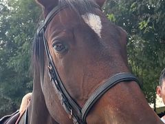 -北京群众马术培训基地