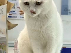-纳吉亚猫专科动物医院·北北分院
