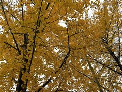 -高庙村(地铁站)