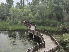 -伊犁河景区