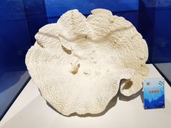 -中国地质博物馆