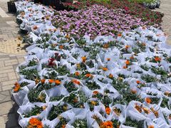 -春花秋色城市公园